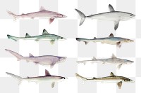 Sea animal sharks png hand drawn sticker pack