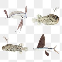 Vintage fish drawing png sea animal drawing illustration set