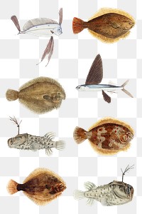Ocean life fish png vintage clipart illustration collection