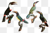 Vintage bird png animal sticker set