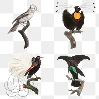 Vintage bird sticker png hand drawn set