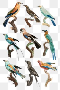 Vintage bird illustration png set