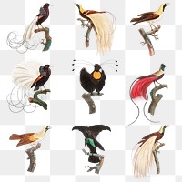 Vintage bird illustration png set