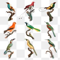 Vintage bird hand drawn png animal sticker set