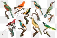 Vintage bird hand drawn png animal sticker set