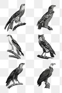Birds black and white png set sketch