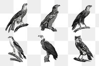 Vintage owl and eagle png sticker illustrations