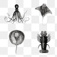 Black and white sea animals png set