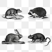 Greyscale rats and rabbit png set illustration