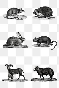 Black and white mammals png set