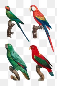 PNG set vintage birds illustration