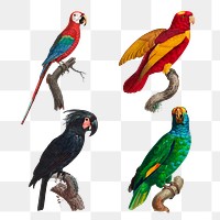 Exotic vintage parrots illustration png