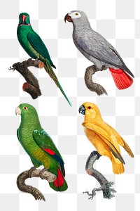 PNG exotic birds drawing collection