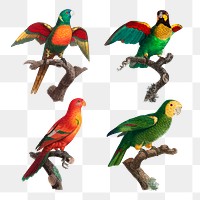 Png vintage parrots on branch collection