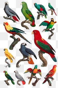 Tropical parrots bird png set 