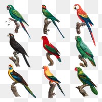 Tropical birds painting collection png
