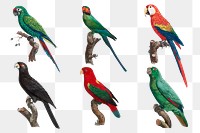 Colorful parrot bird png set illustration