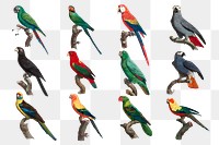 Colorful parrot bird png set illustration