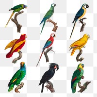 Mixed vintage parrots illustration png