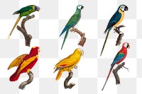 Colorful parrot bird spng set illustration