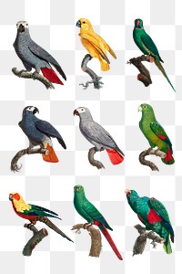 Png vintage parrots illustration set