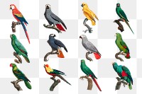 Colorful parrot bird png set illustration