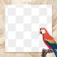 Scarlet macaw bird frame png