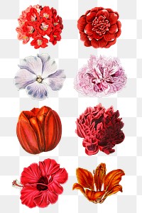 Floral illustration flowers png cut out collection