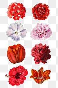 Flower stickers png floral cut out mixed
