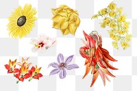 Png colorful flower set hand drawn vector