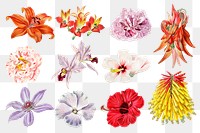 Blooming flowers png illustrated floral sticker set