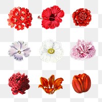 Vintage blooming flowers png set