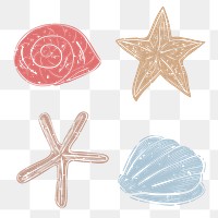 Png seashell design elements set