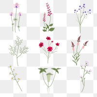 Png wildflower cutout floral illustration set