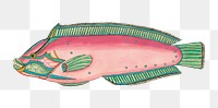 Vintage fish png sticker, aquatic animal colorful illustration, remix from the artwork of Louis Renard