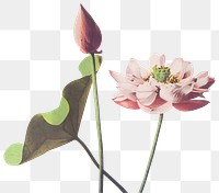 Lotus flower png sticker, vintage botanical illustration, remix from the artwork of Ogawa Kazumasa