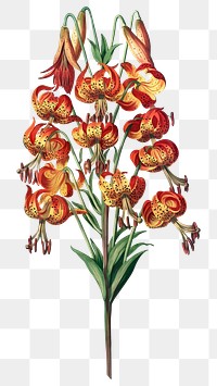 Lily flower sticker, vintage botanical illustration, remix from the artwork of Robert Thornton