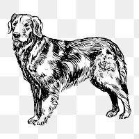 Golden retriever dog png drawing, hand drawn animal on transparent background. Free public domain CC0 image.