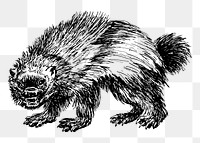 Wolverine png sticker, vintage animal illustration, transparent background. Free public domain CC0 image.