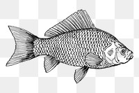 Fish png sticker, vintage sea animal illustration, transparent background. Free public domain CC0 image.