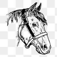 Horse head png sticker, vintage animal illustration, transparent background. Free public domain CC0 image.