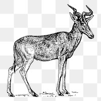 Hartebeest png sticker, vintage animal illustration, transparent background. Free public domain CC0 image.