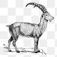 Ibex png sticker, vintage animal illustration, transparent background. Free public domain CC0 image.