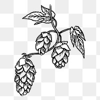 Hops png, brewing sticker, vintage illustration, transparent background. Free public domain CC0 image.