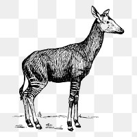 Zebra giraffe png sticker, vintage animal illustration, transparent background. Free public domain CC0 image.