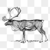 Reindeer png sticker, vintage animal illustration, transparent background. Free public domain CC0 image.