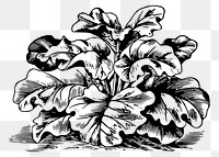 Rhubarb png sticker, vintage vegetable illustration, transparent background. Free public domain CC0 image.