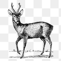 Roebuck png sticker, vintage animal illustration, transparent background. Free public domain CC0 image.