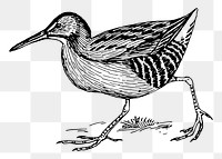 Rail bird png sticker, vintage animal illustration, transparent background. 