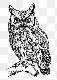 Screech owl png sticker, vintage bird illustration, transparent background. Free public domain CC0 image.